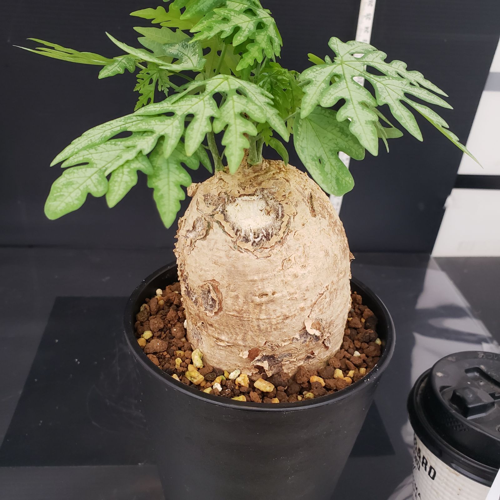 【鬼コレクション株】アデニア ペリエリ(メタモルファ)発根済C t*i様 【期間限定】【鬼コレクション株】アデニア ペリエリ