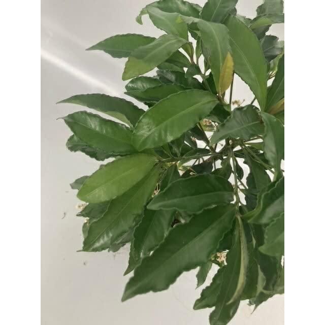 20本セット マンリョウ樹高0.2m前後9.0cmポット