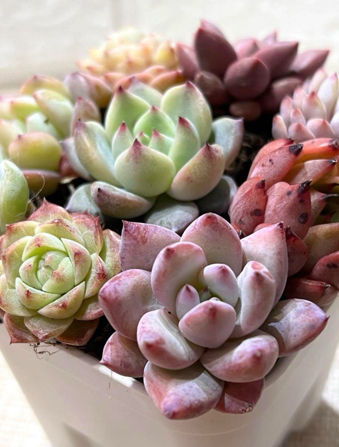 No.7 エケベリア 多肉植物 爪が可愛いピンクセット 韓国苗 輸入苗  