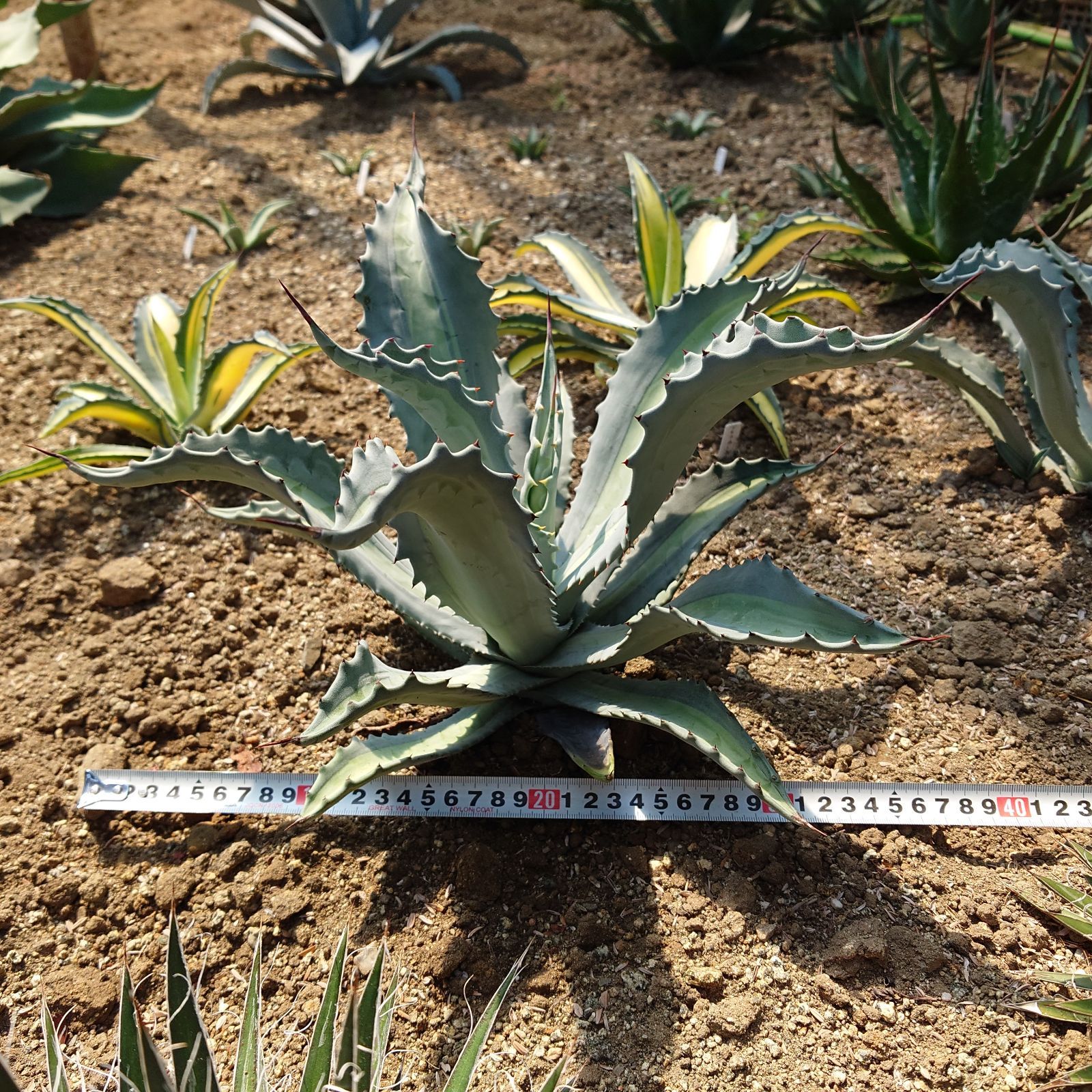 アガベ アメリカーナ エクスパンサパリーダ 親株 40㎝ AGAVE