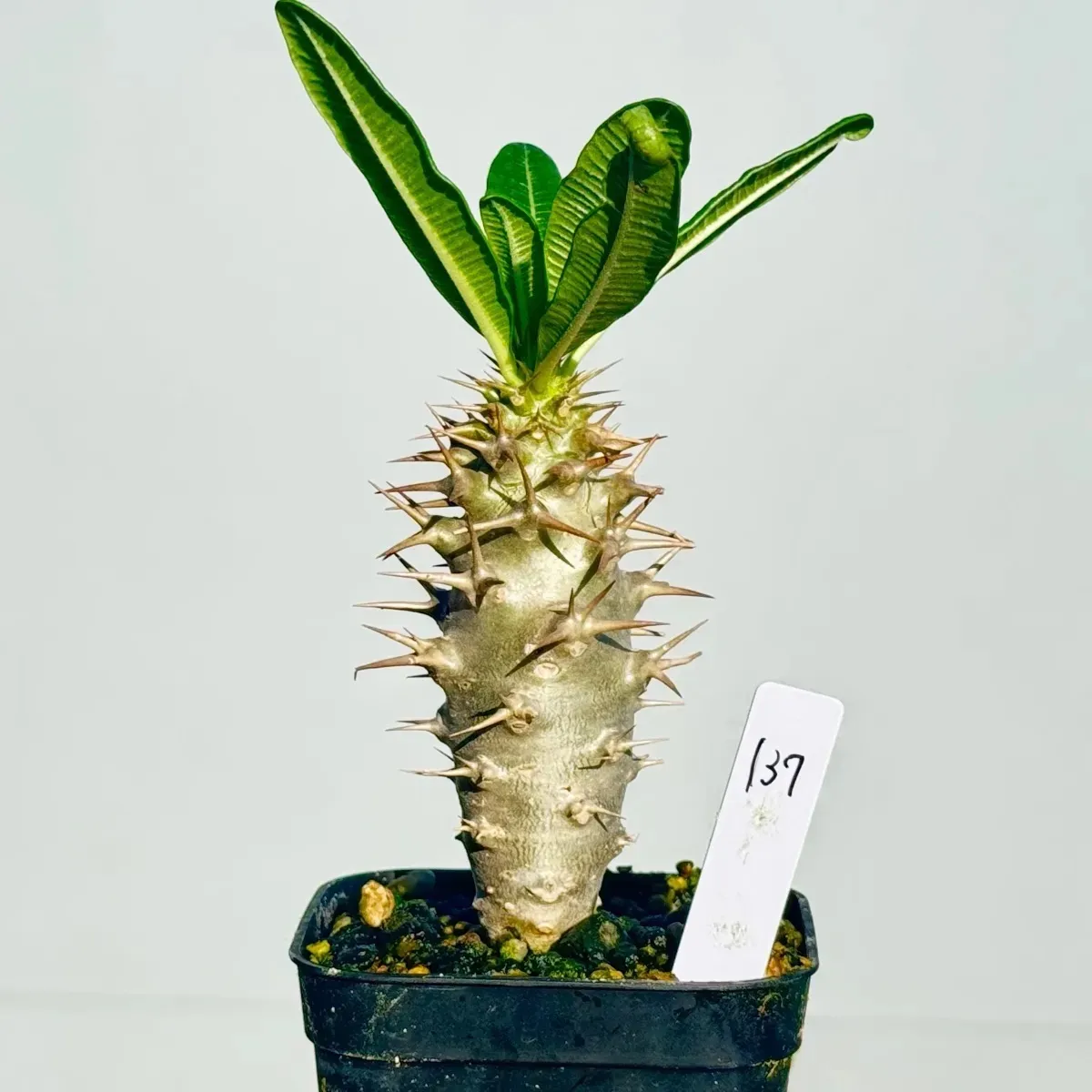 2026年最新】パキポディウム アンボンゲンセの人気アイテム - メルカリ