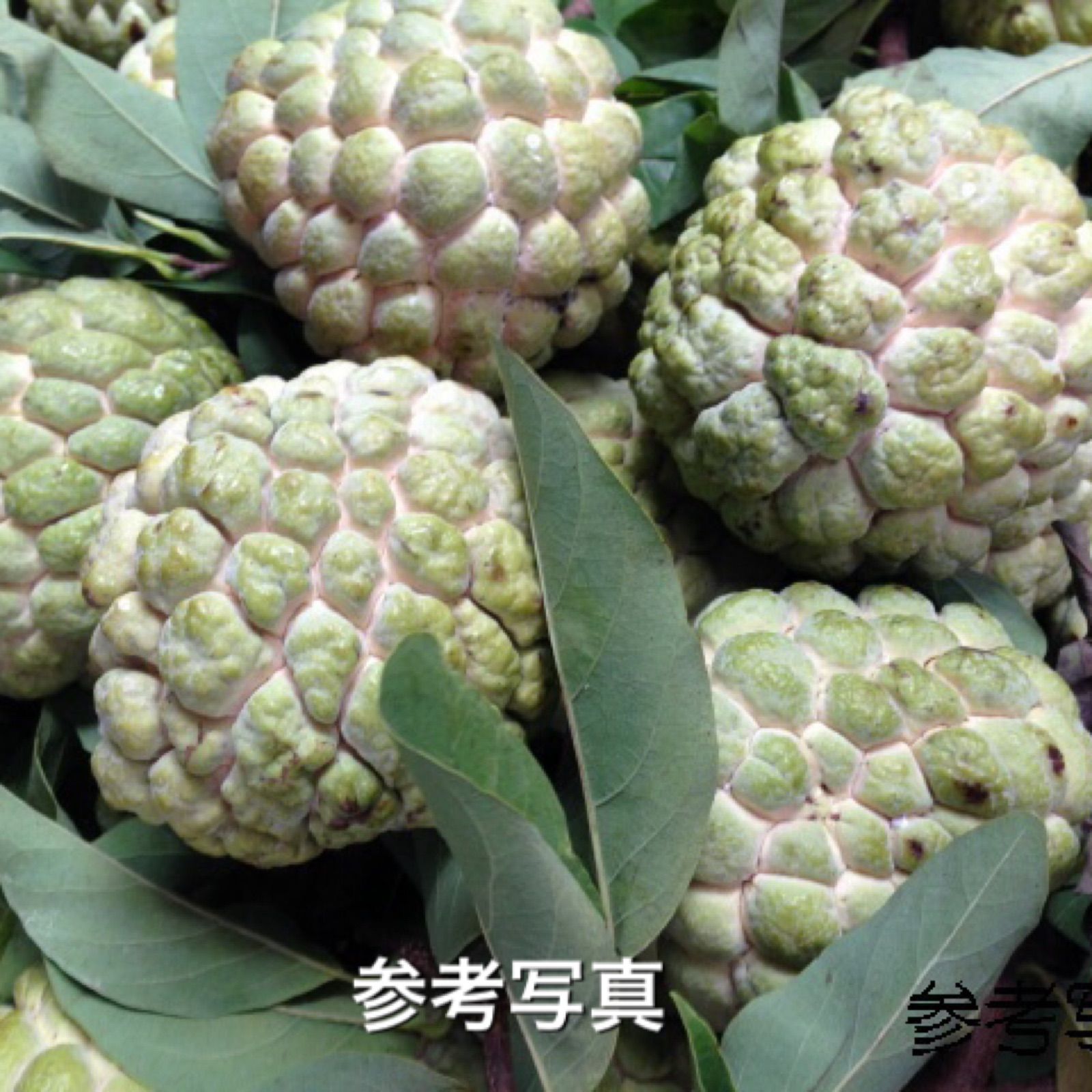 し*ぁ様 激レア！【レッドアテス】赤釈迦頭シャカトウ 実生苗木 シュガーアップル し*ぁ様 激レア！【レッドアテス】赤釈迦頭シャカトウ 実生苗木