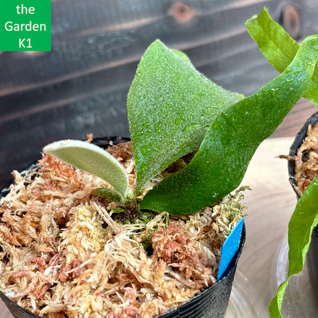 ビカクシダ　3点セット ビカクシダ3株セット+ドリナリア1株 P3D1_007 - メルカリ