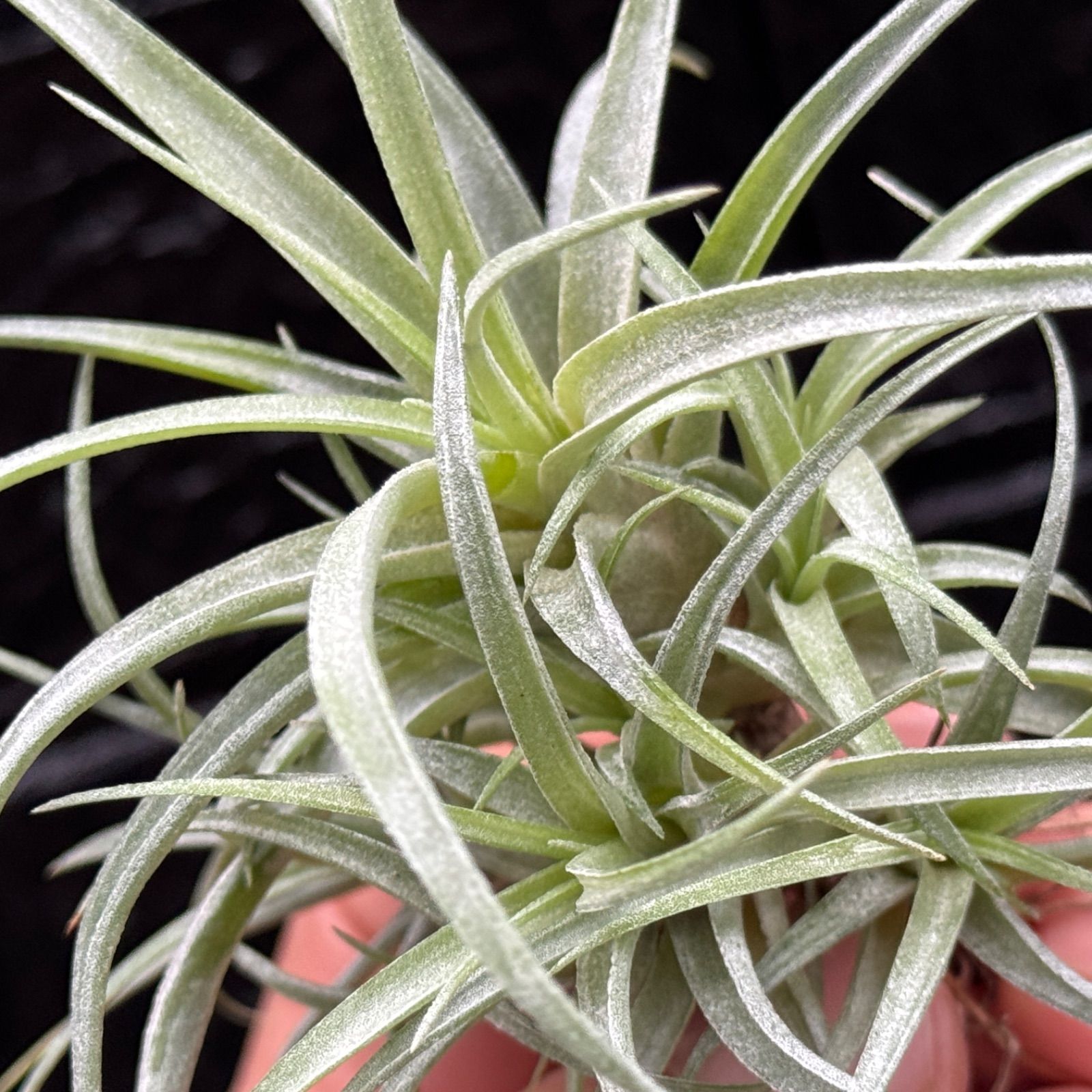 クランプ大＊ チランジア キセログラフィカ × ブラキカウロス