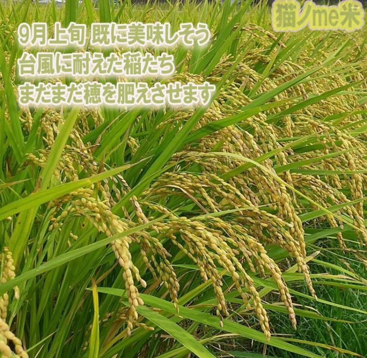 新米 お米15kg 5kg×3袋 ヒノヒカリ伊佐米 鹿児島県産 令和6年産 - メルカリ 