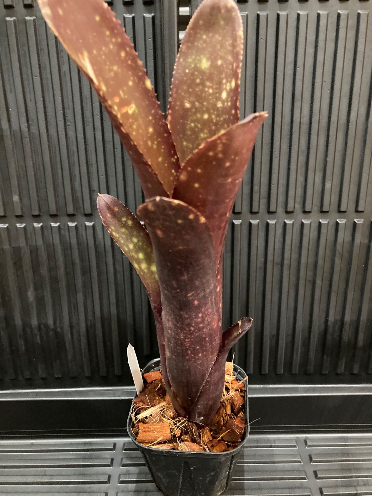 Billbergia El Zorro - Bird Rock Tropicals