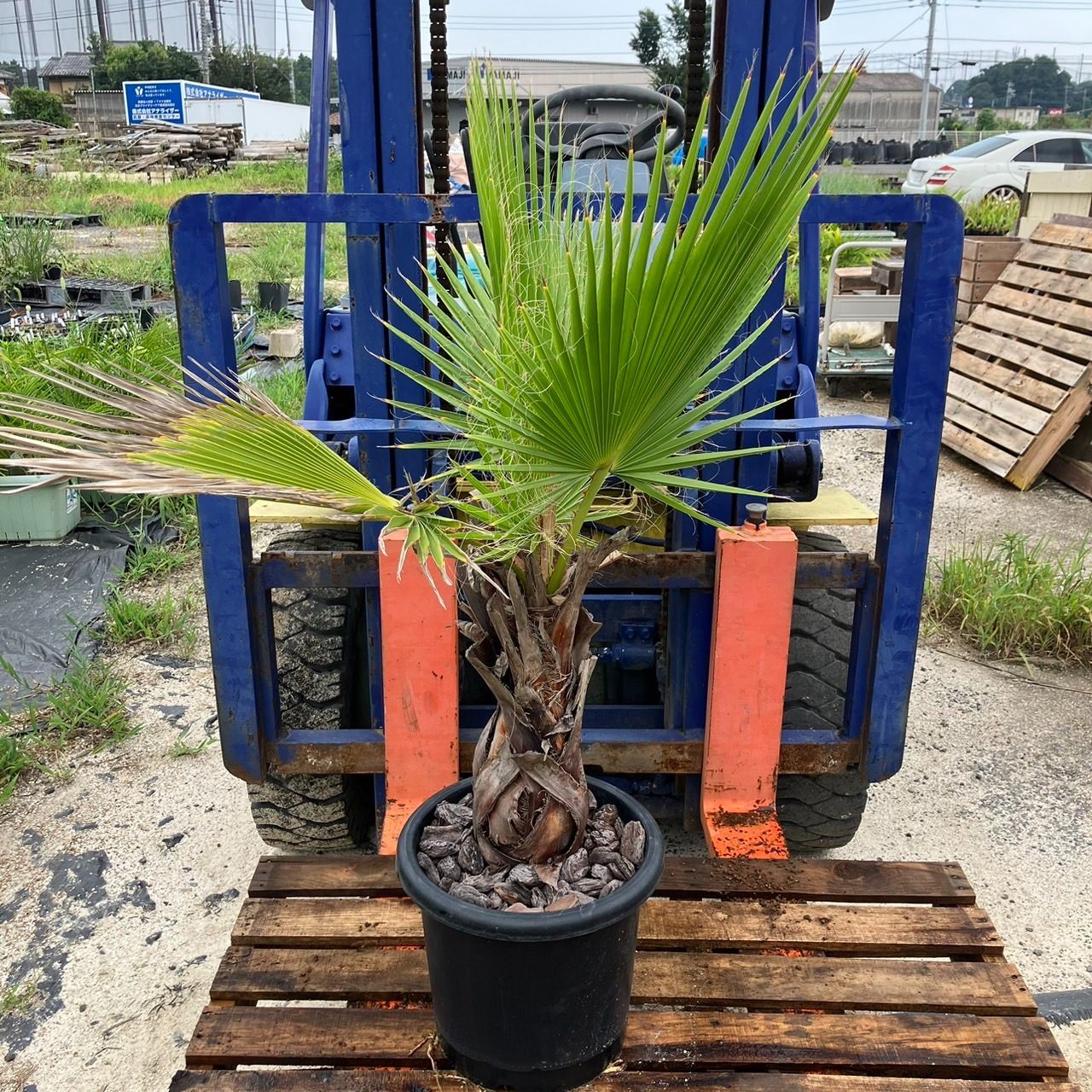 ちゃぶ様専用【鉢ごと発送】ワシントンヤシ ワシントニアフィリフェラ Washingtonia filifera 2024-8-19-wf9 - メルカリ