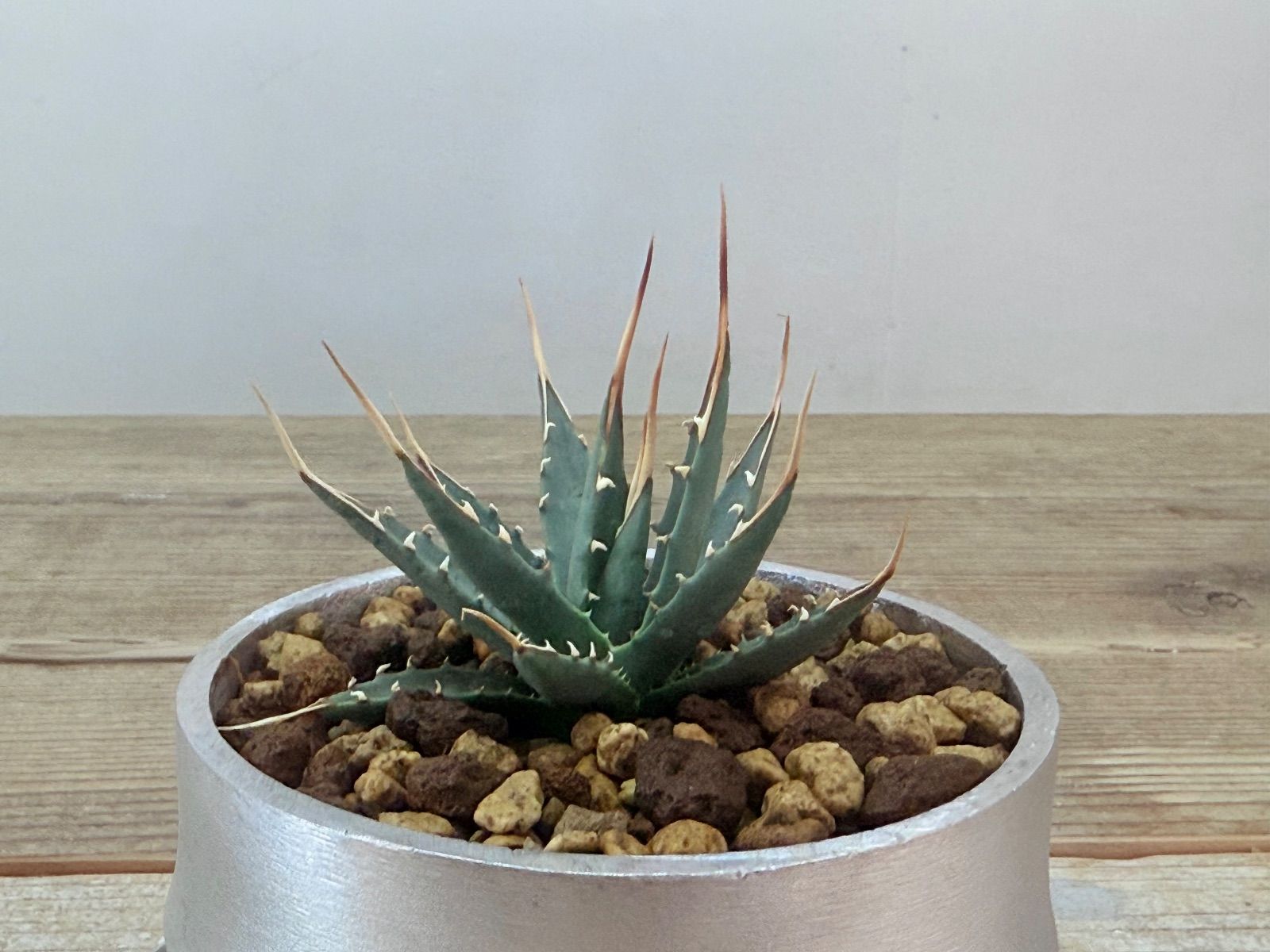 アガベ ユタエンシス エボリスピナ【発根済】 おしゃれ 塊根 植物 鉢