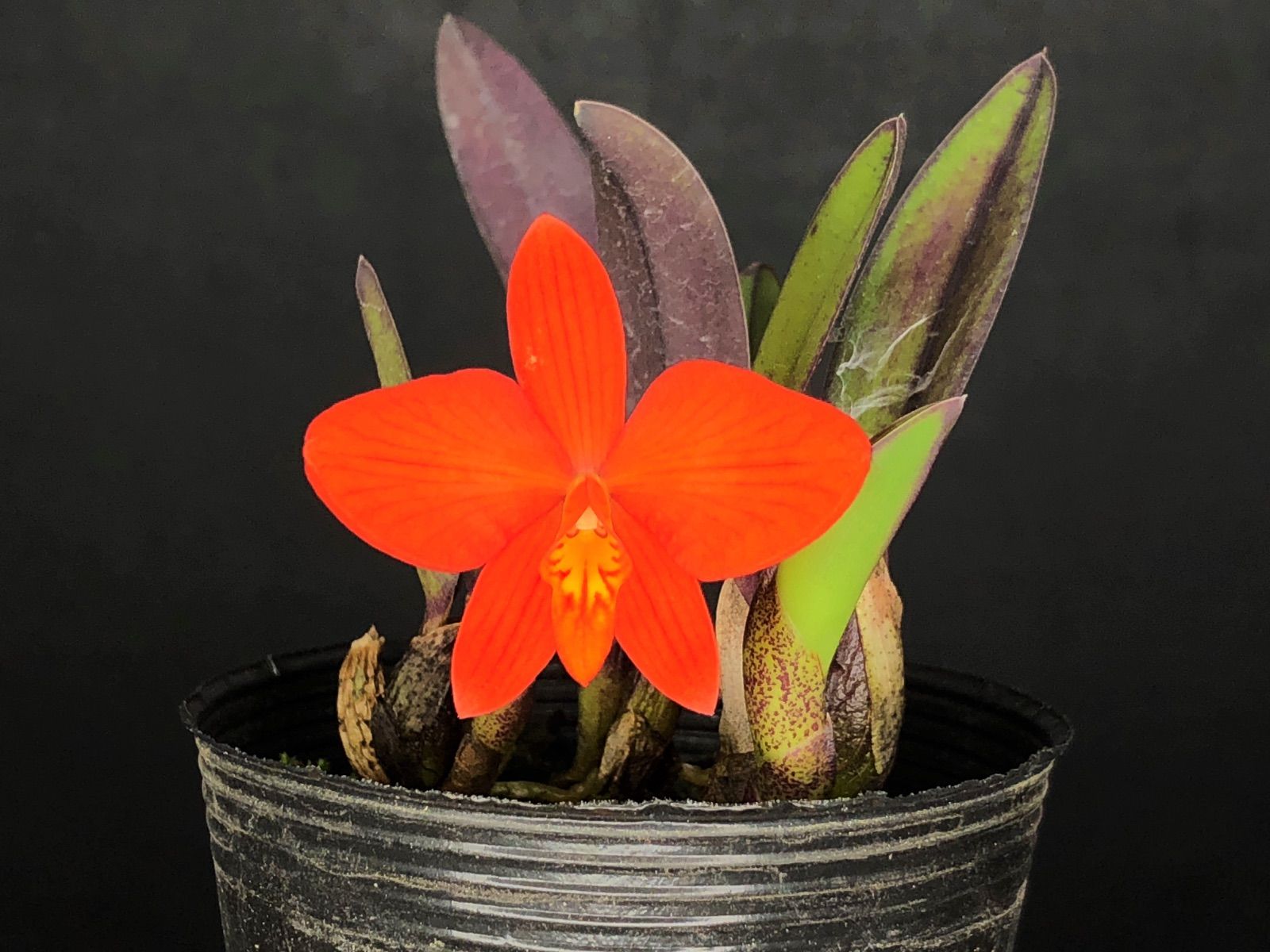 旧ソフロニティス3種類3株セット 洋蘭原種カトレアcoccinea 洋蘭 原種