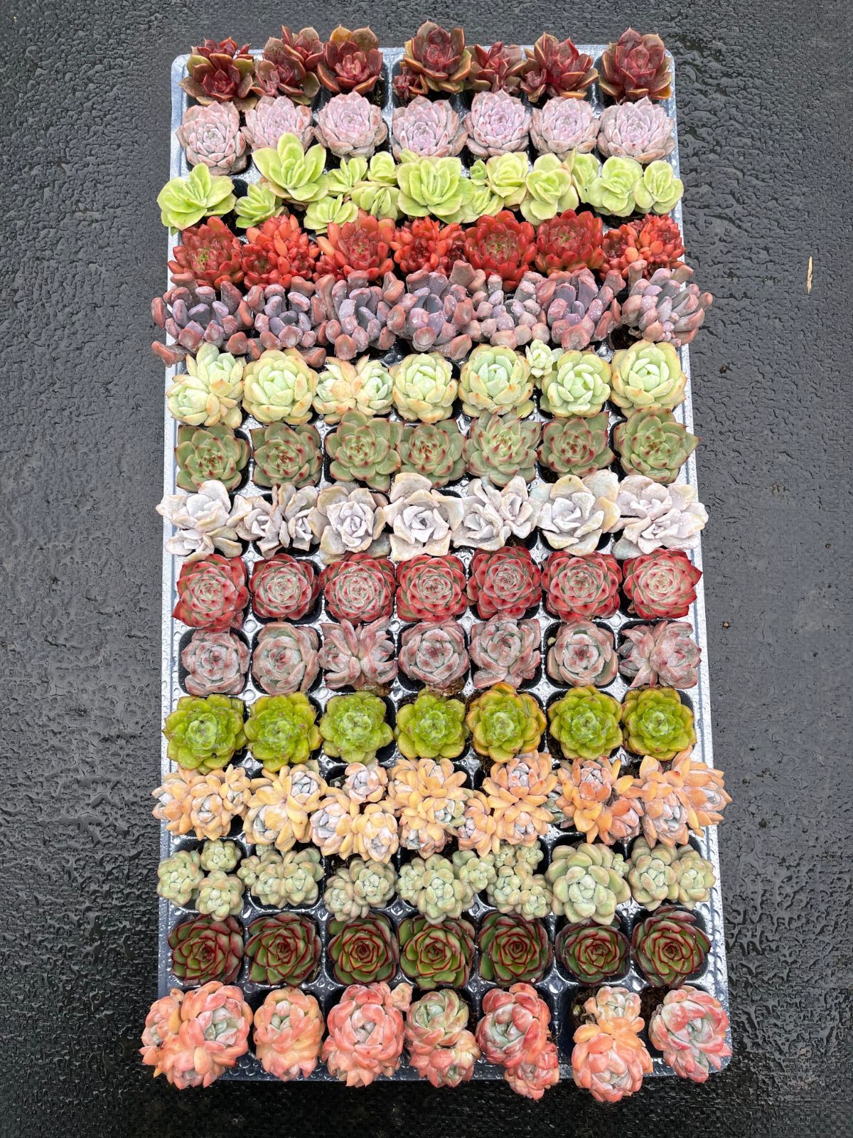 新入荷 15種類セット DP105×105苗 土付き 詰め合わせ 多肉植物 エケベリア 韓国苗 新入荷