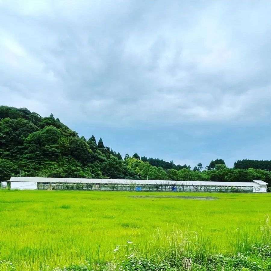 送料無料】中玉サイズ🍁平飼いもみじ玉子180コ - メルカリ