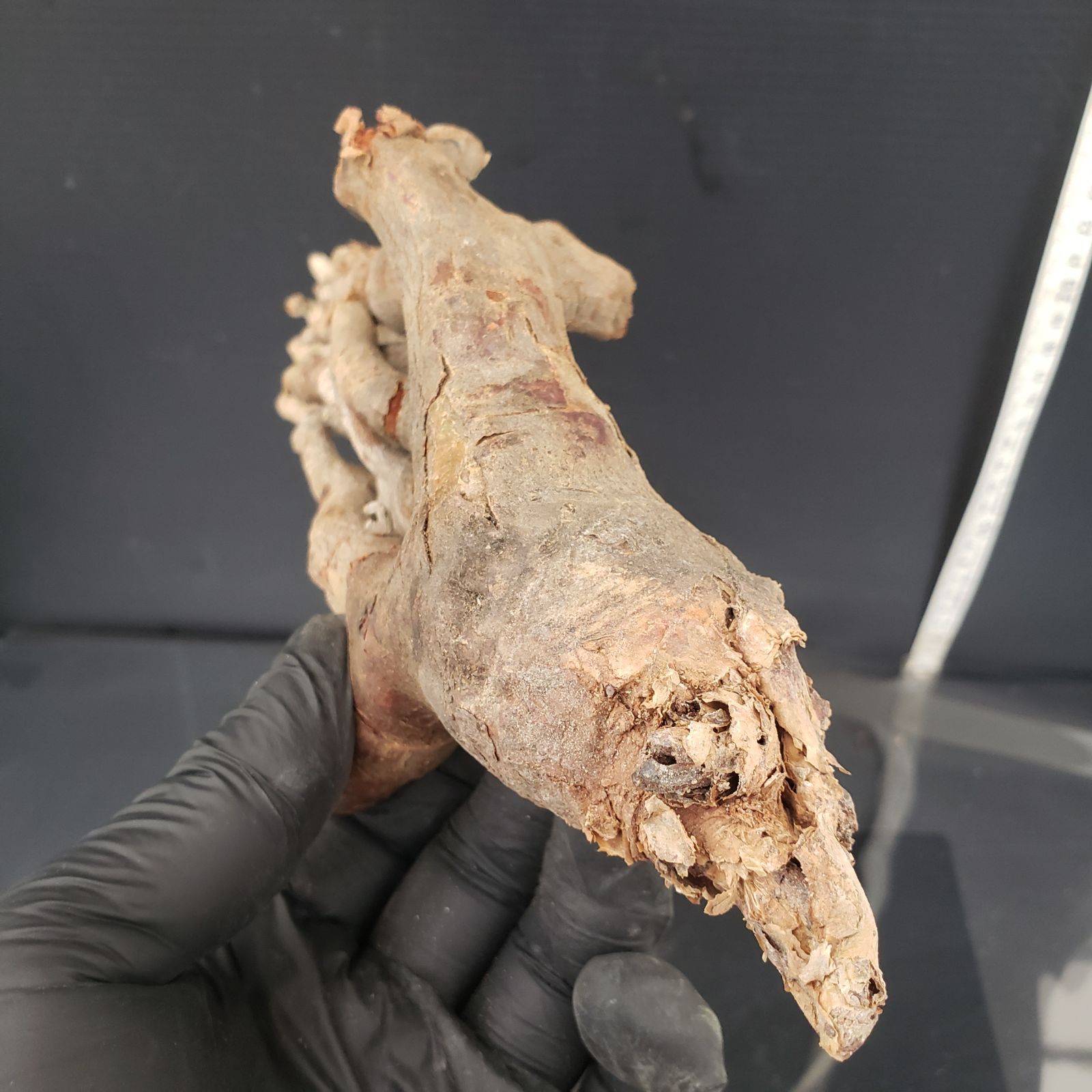 U597【最新到着】Tylecodon ハリー（現地球・抜き苗）【塊根植物