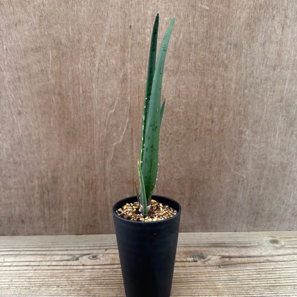 アロエ バーベラエ ② Aloe barberae キジカクシ科 ツルボラン亜科 アロエ属 現品 多肉植物 観葉植物 雑貨 おすすめ インテリア 植物  プレゼント おしゃれ かわいい グリーン 医者いらず - メルカリ