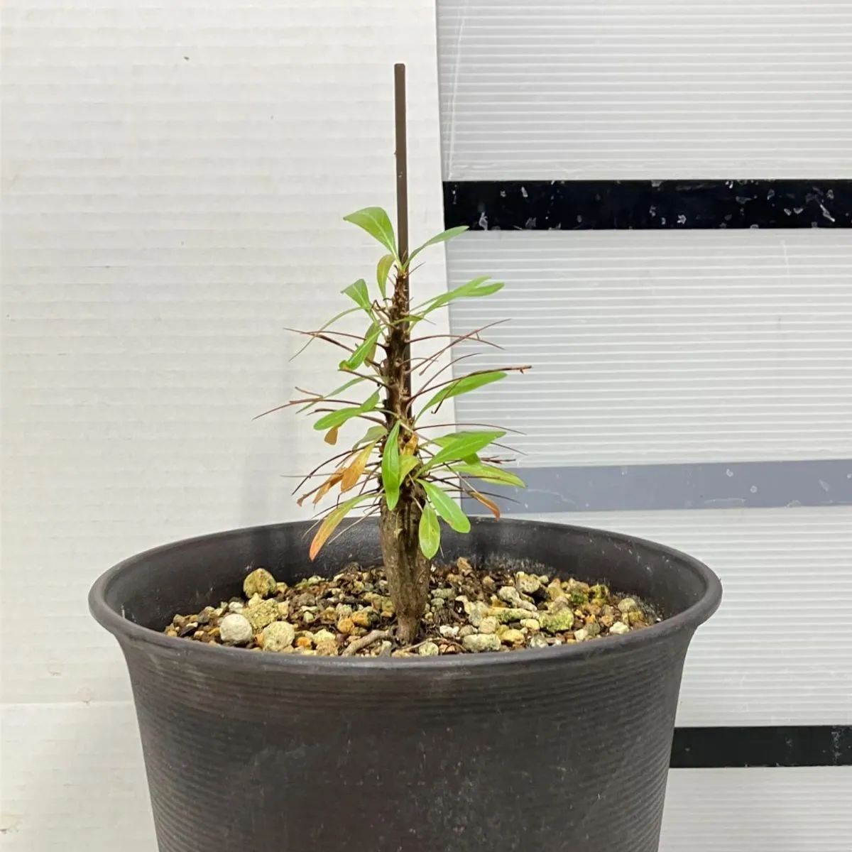2437 「実生」フォークイエリア プルプシー【塊根植物・多肉植物 2437 「実生」フォークイエリア プルプシー【塊根植物・多肉植物