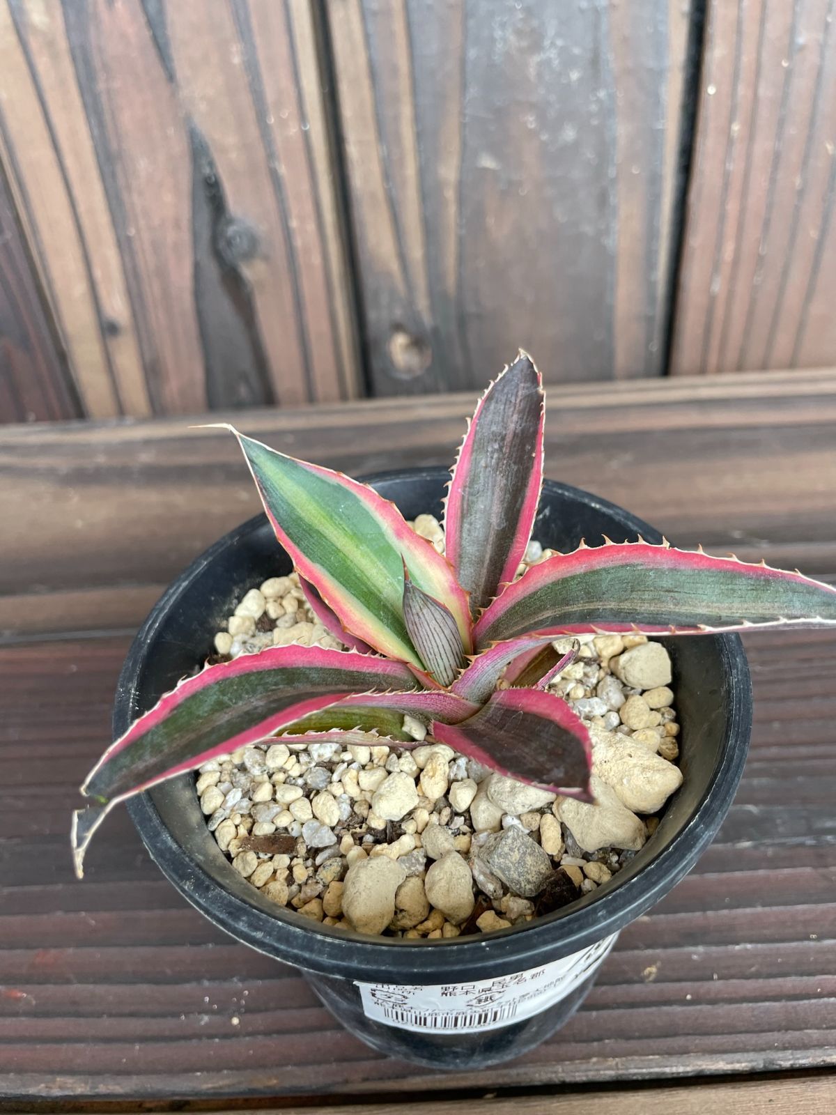 アガベ 五色万代 agave 08319-a 珍奇植物 多肉植物 - メルカリ