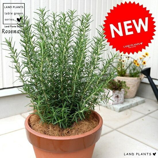 口径18cm植木鉢多肉塊根観葉植物ハンドメイド陶器陶芸 口径18cm植木鉢