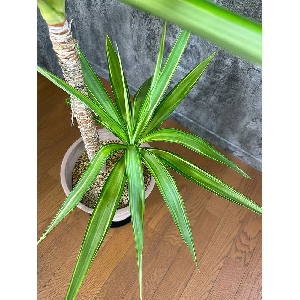 観葉植物 大型 ユッカ 斑入り 8号鉢 【現品】 茶プラスチック鉢