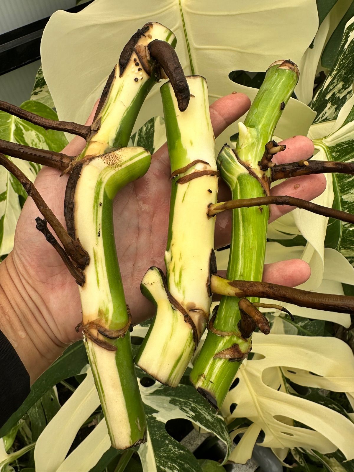 盆栽・苔玉 盆栽 梅 古木 趣のある一鉢
