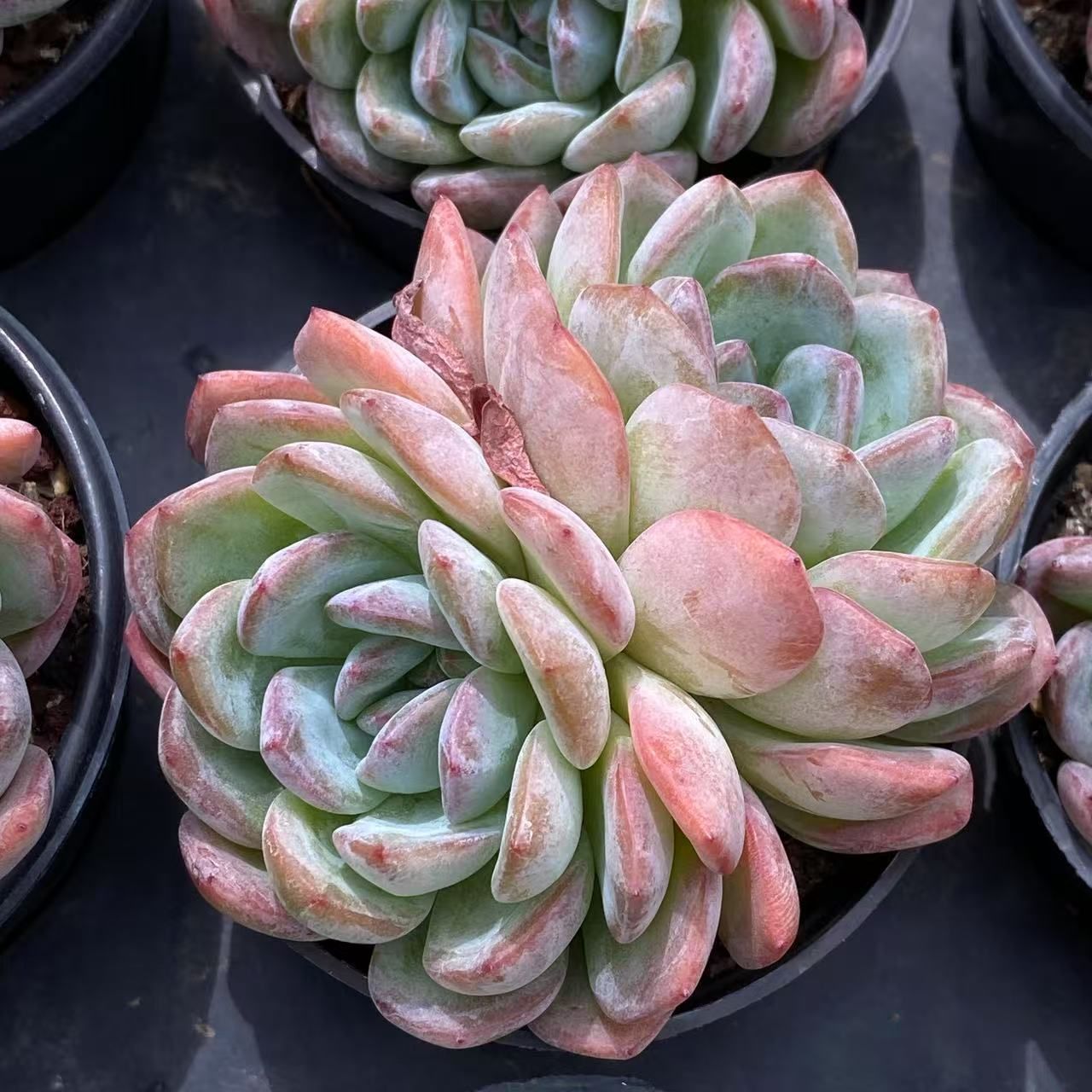 多肉植物