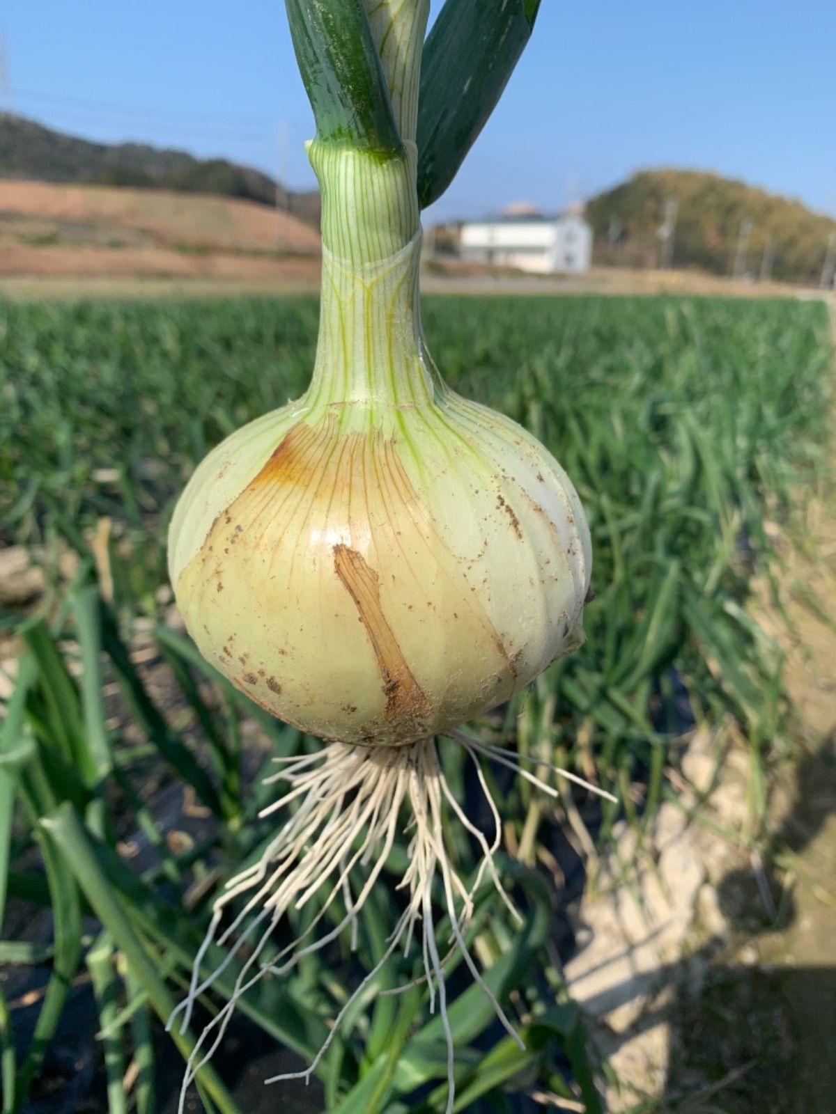 新玉ねぎ10kg?シャーロットオニオン 今が旬 淡路島 熟玉葱