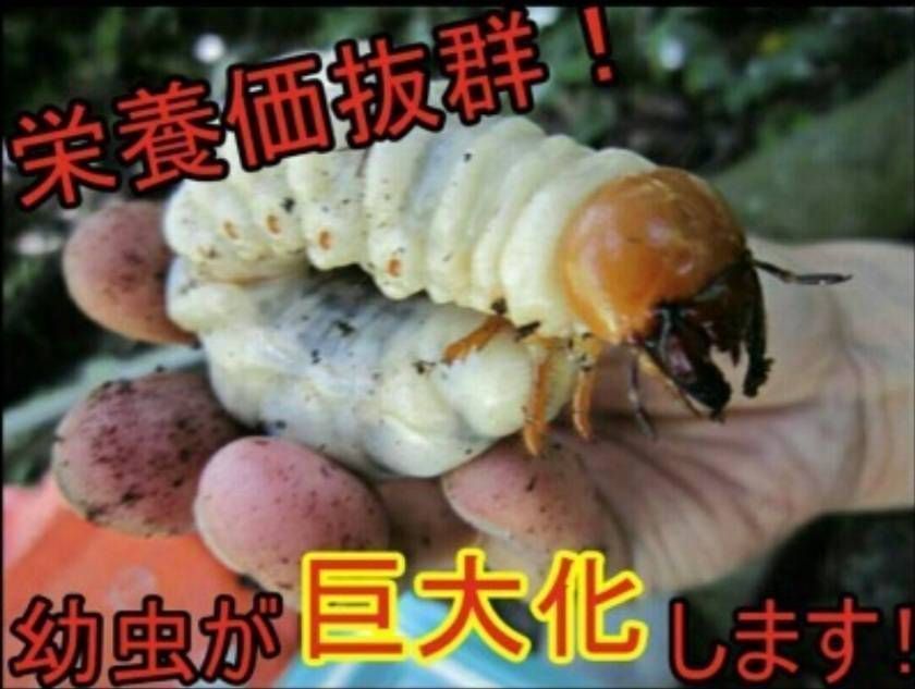 オオクワガタが巨大化！特選☆菌糸瓶 トレハロース・ローヤルゼリー