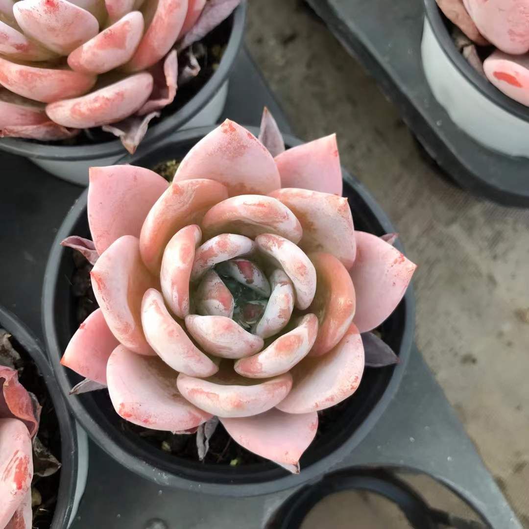 SKL1230×36 カラフルオレンジ 抜き苗 多肉植物 アエオニウム エケベリア 韓国苗