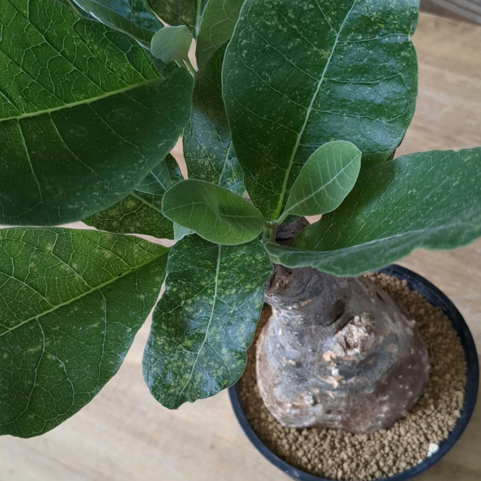 【週末限定SALE】フォッケア ムルチフローラ 現地球 フォッケア ムルチフローラ【現物発送】鉢のまま発送 B - メルカリ