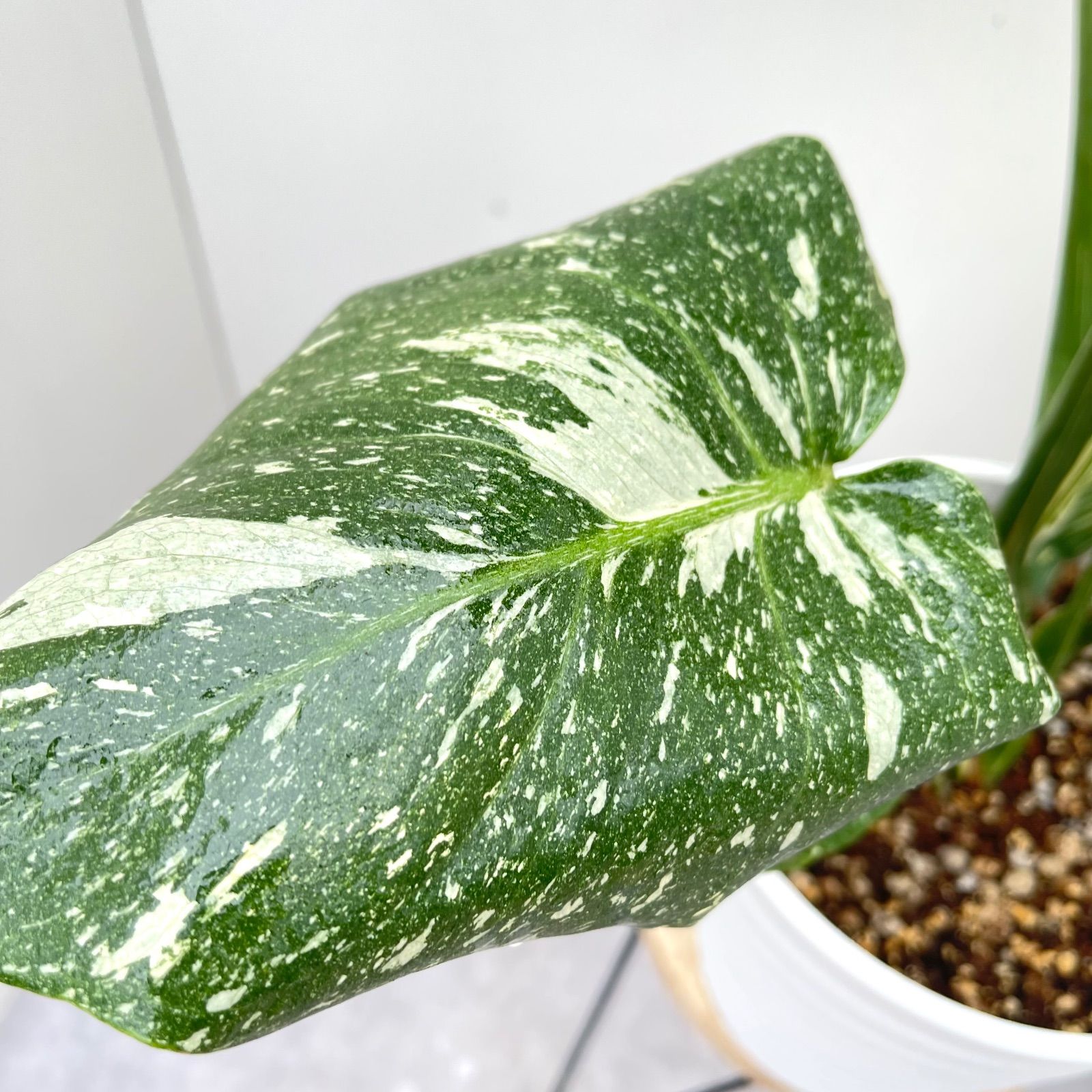 ポトス ステータス 1【現品】☆希少☆ 観葉植物 室内 7号 現品］【希少