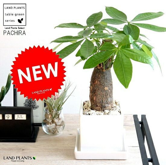 ヴァイスシュヴァルツ 2023 ゴールドサインカード #048