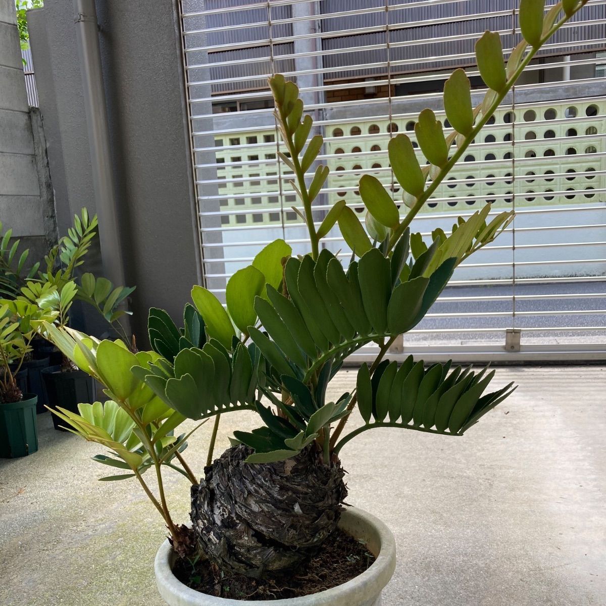 9/23以降発送】多頭株 ザミア フルフラセア｜メキシコソテツ