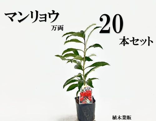 20本セット マンリョウ樹高0.2m前後9.0cmポット