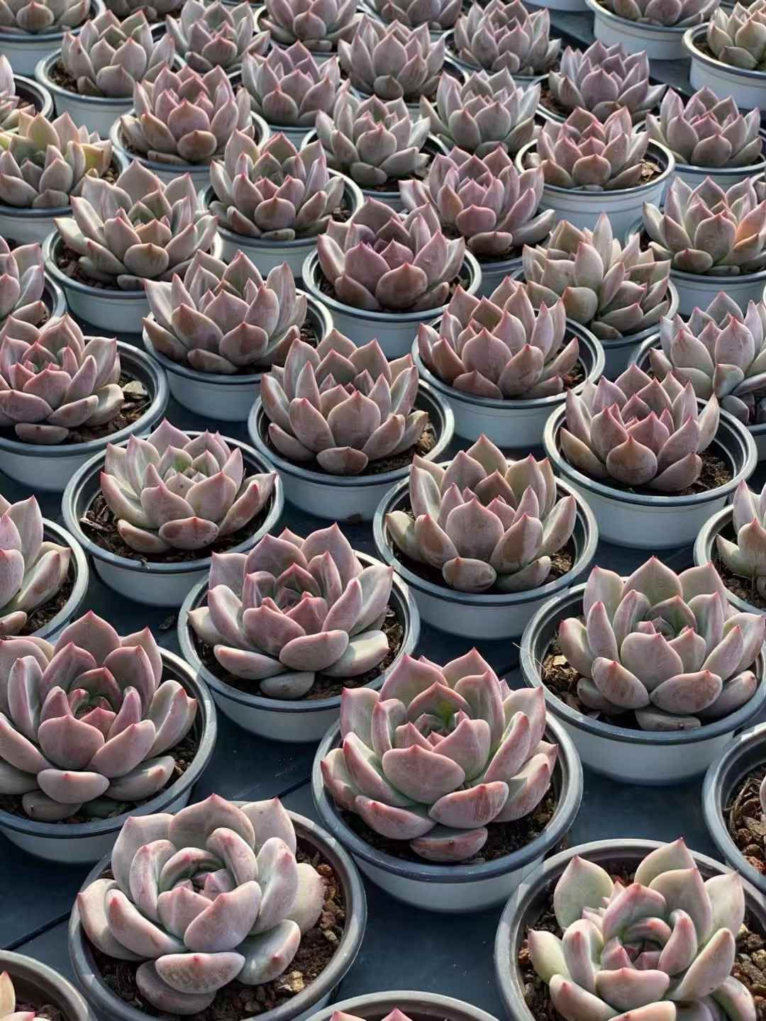 QS1028×30 Qオレンジ 抜き苗 多肉植物 アエオニウム エケベリア 韓国苗 WWW_GEBZETESISAT_COM_TR