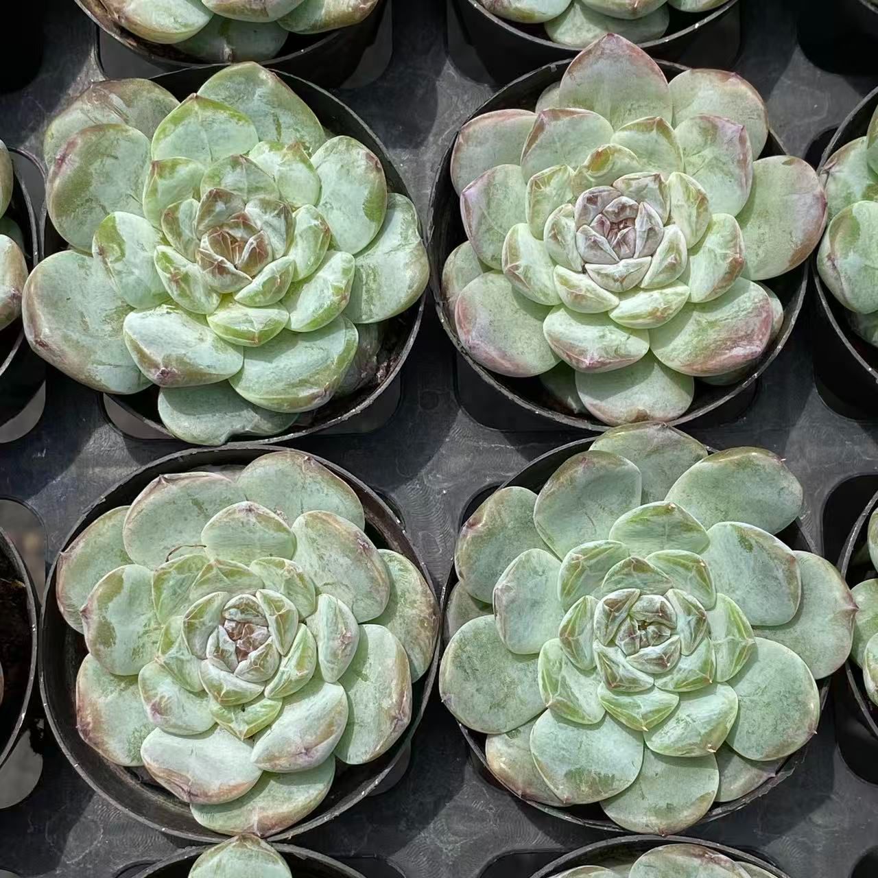 か*ん様 H725　バンシー　16株　抜き苗　多肉植物 エケベリア 韓国苗 16株の抜き苗セット】バンシー 多肉植物 佐川急便発送