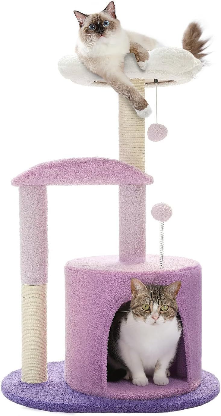 小型猫