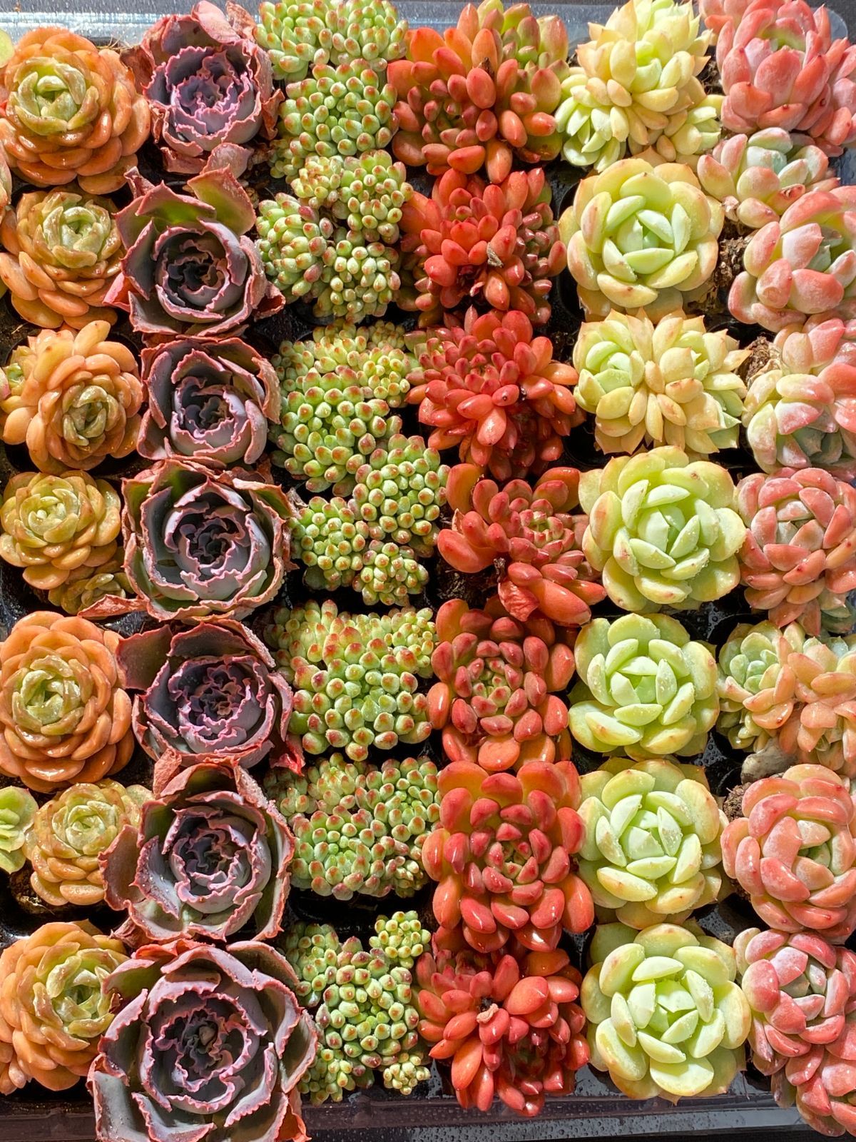 15種類の土と根付き105苗セット 多肉植物の大満足パック