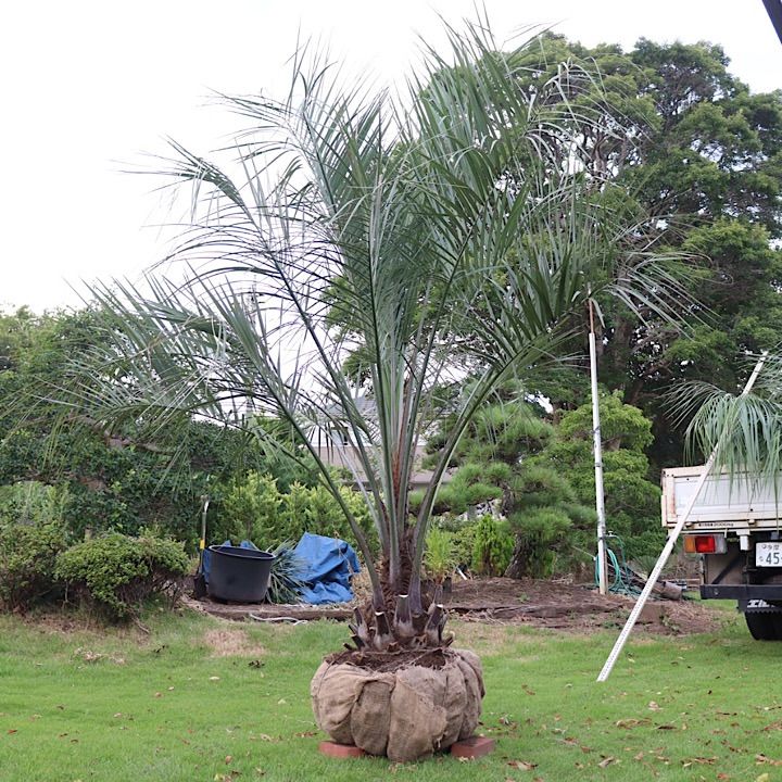 ココスヤシ2本•植え付け費用•高速代金込】【極太幹】ココスヤシ - メルカリ