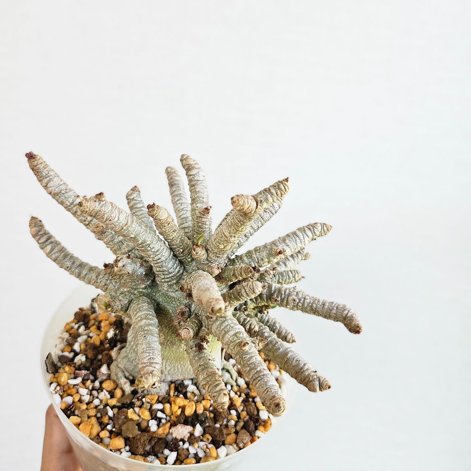 ⑤《 Adenium Arabicum D.H.A》アデニウム アラビカム 獅子葉