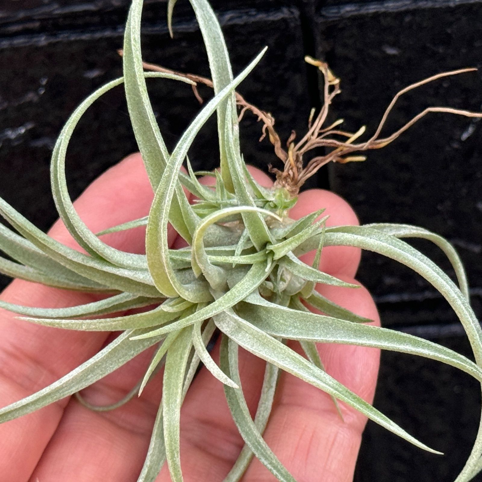 チランジア キセログラフィカ × ブラキカウロス Tillandsia