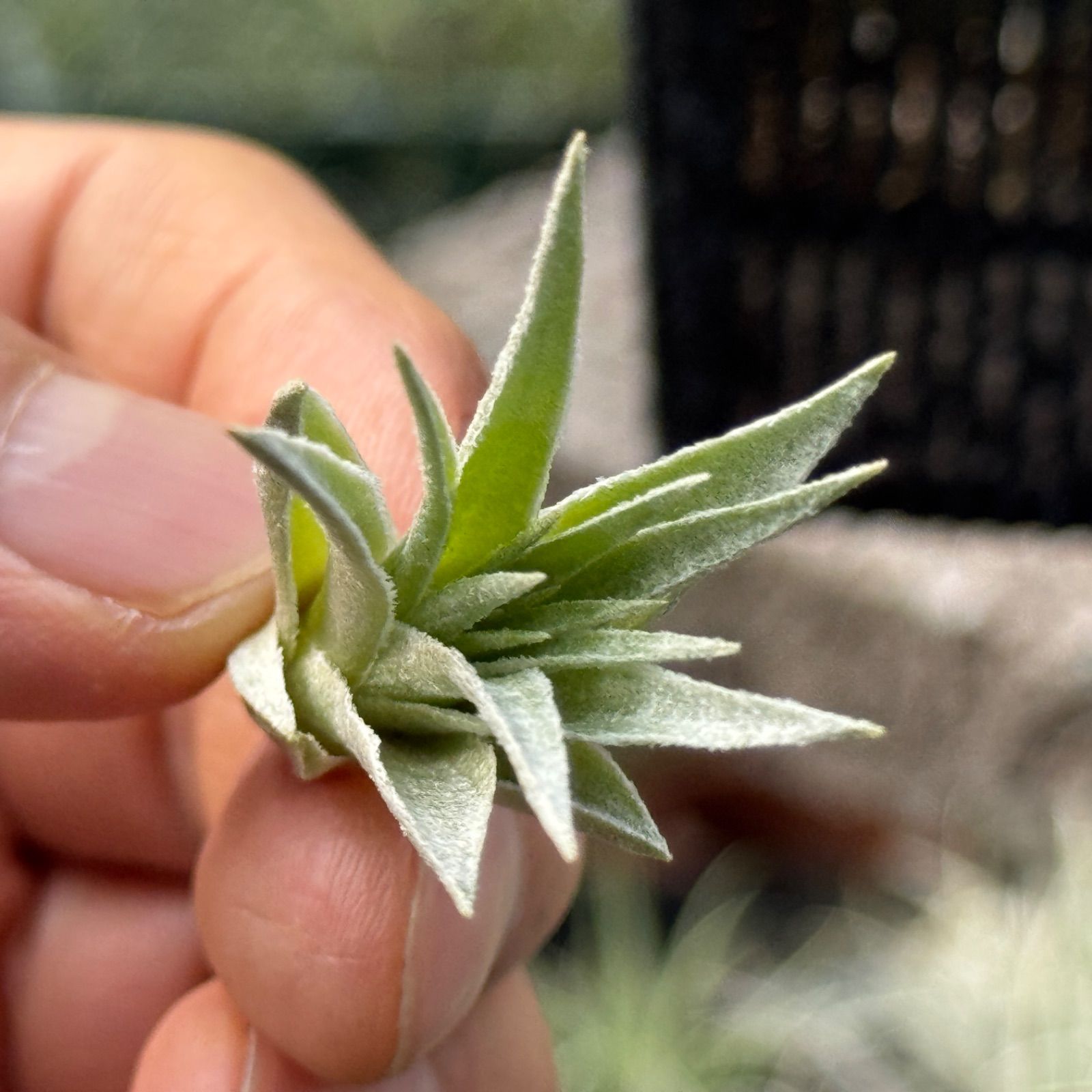 チランジア ロゼイフローラ Tillandsia roseiflora＊エア