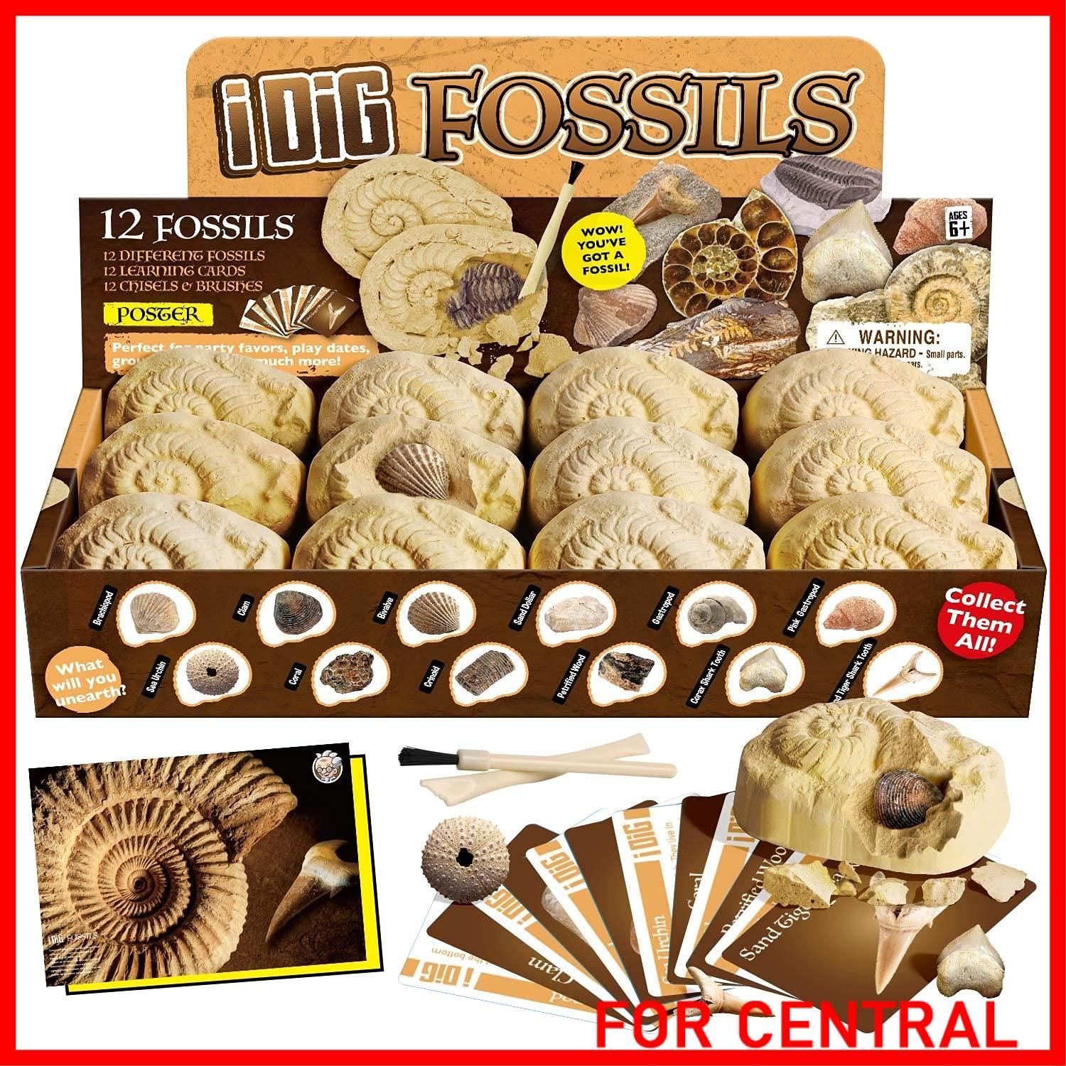 数量限定】XXTOYS 化石発掘キット 化石標本 化石 発掘 キット 天然化石