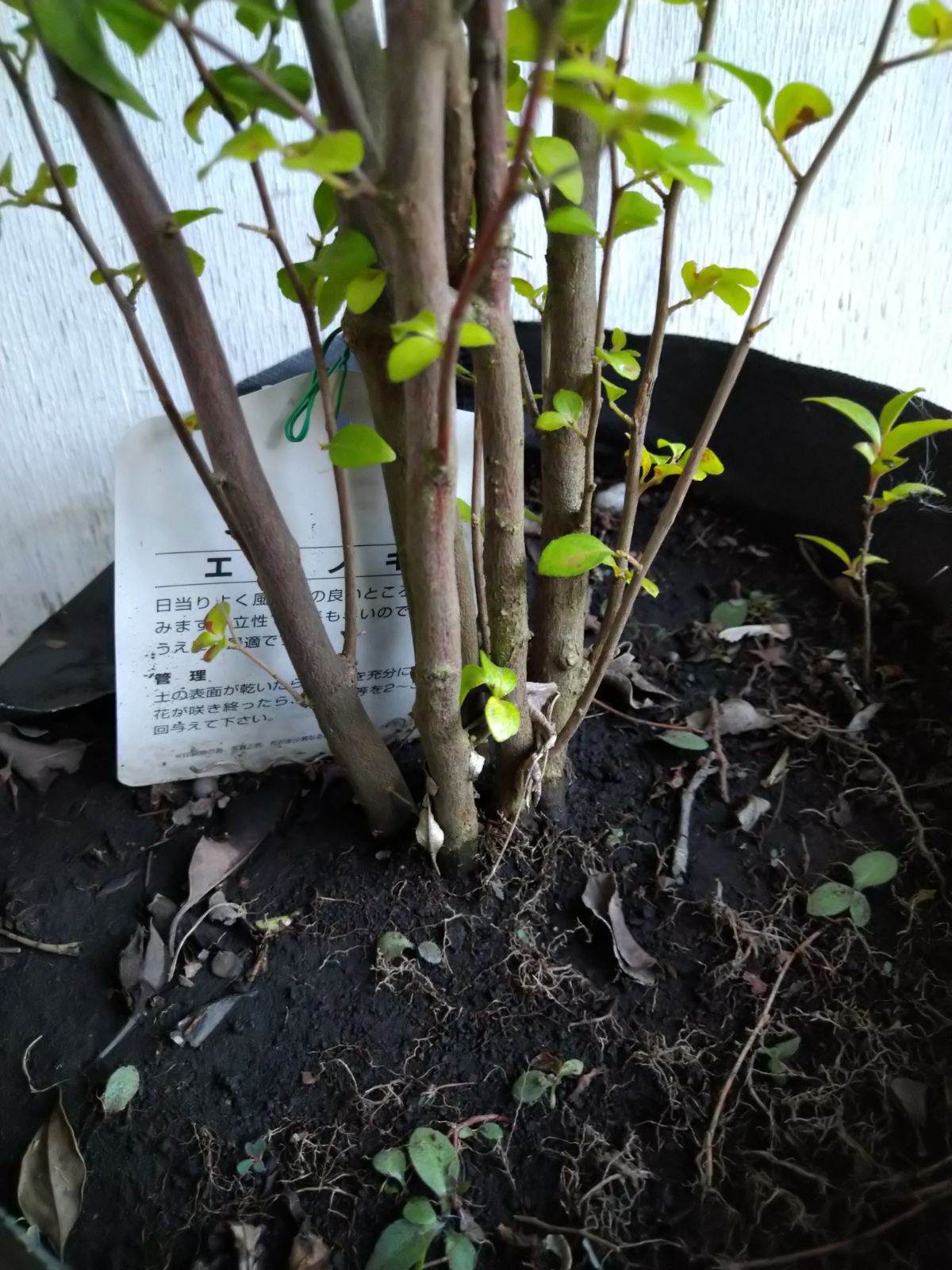 クリアランス エゴノキ株立ち②（ふう様専用ページ） 特大 エゴノキ株