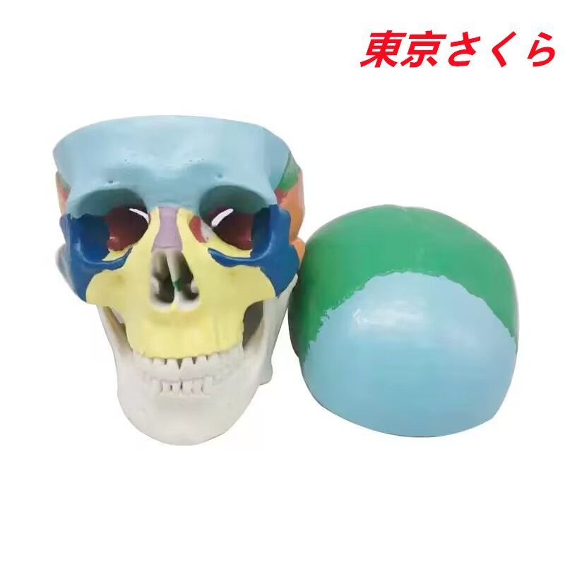 人気商品発売中】頭蓋骨模型 各部位配色 顎関節可動式 頭蓋冠