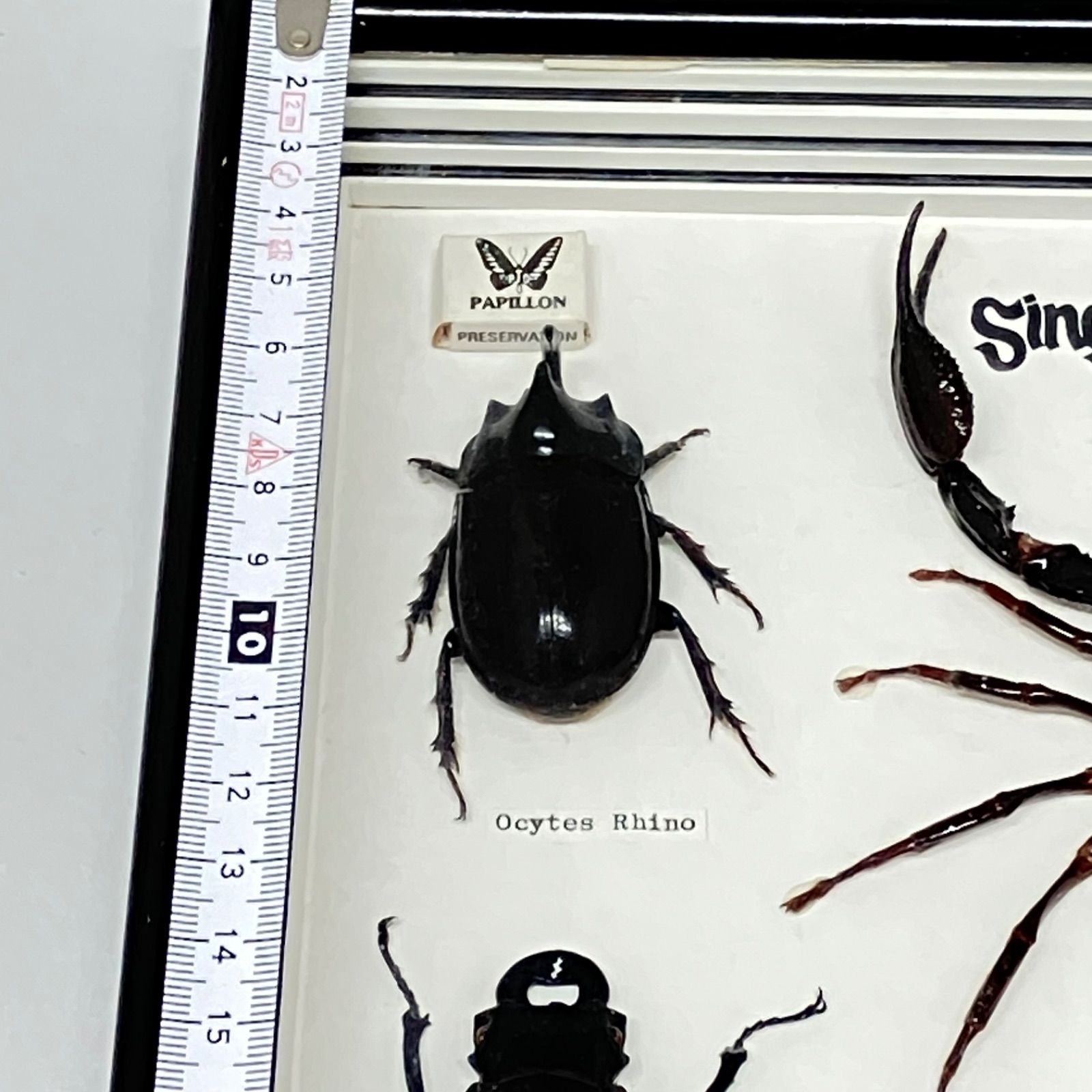 クビアカツヤカミキリ