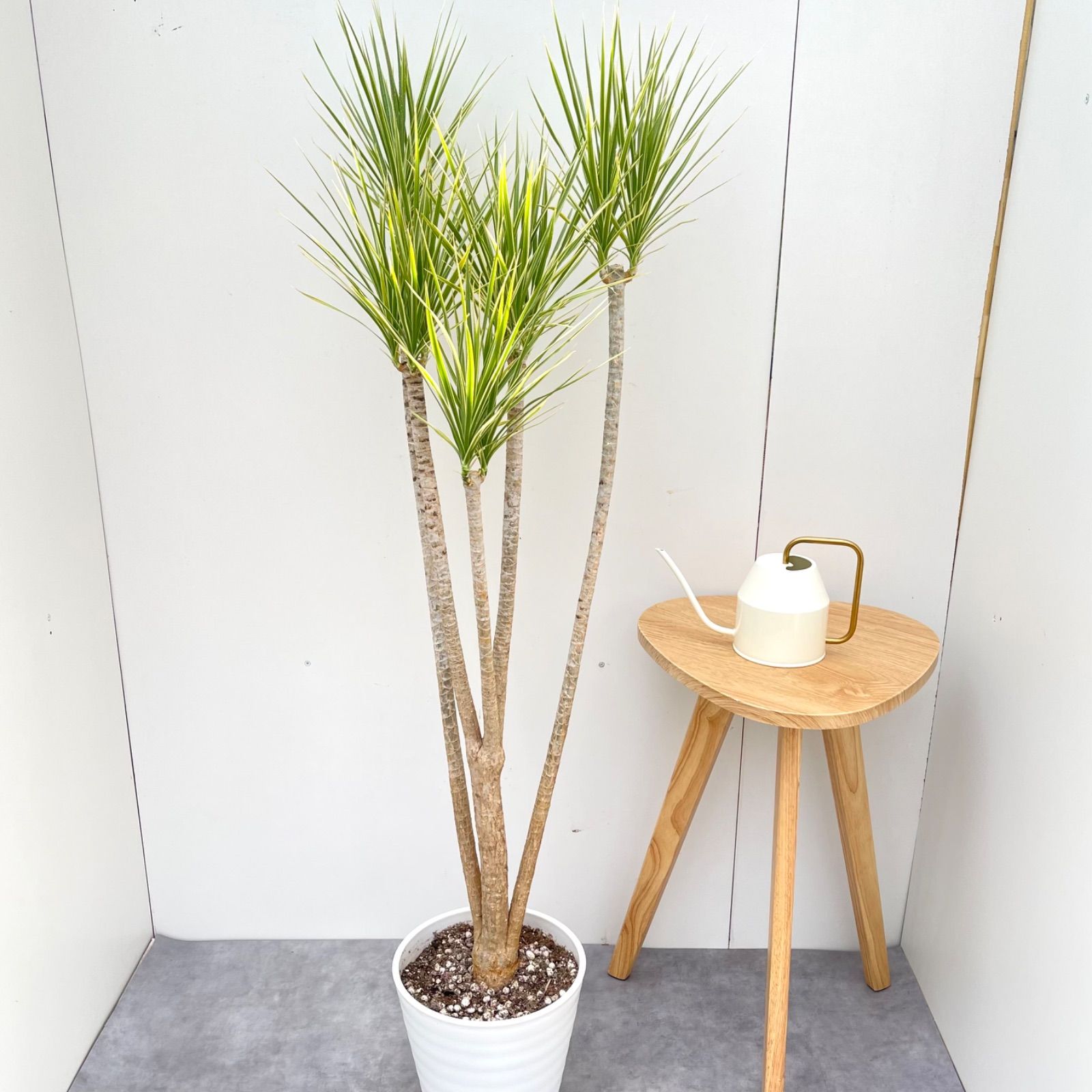 ドラセナ コンシンネ ホワイボリー【現品】観葉植物 室内 大型