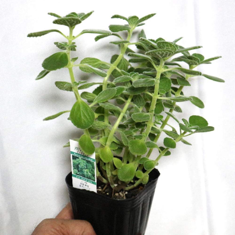 アロマティカス 品種で選べるハーブ苗