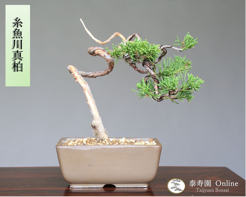 糸魚川真柏 小品盆栽 【泰寿園 Online】現品 一点物 松柏 真柏 贈り物 植物 5 - メルカリ