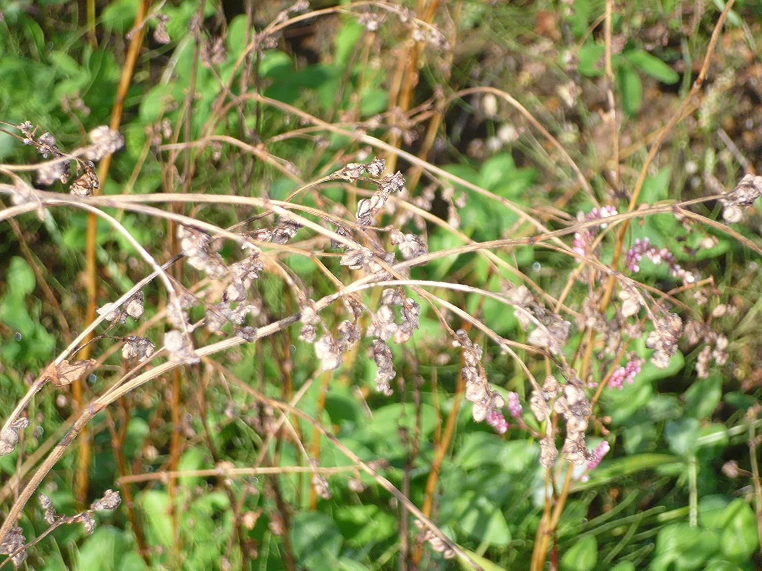 【終売品】【在庫品限り】韃靼そば茶 国産 青森県産 だったんそば茶 粒 150g 2個セット 天保堂