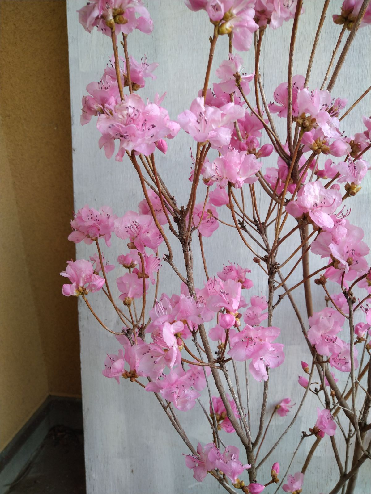 厳選桜ゲンカイツツジ株立ち