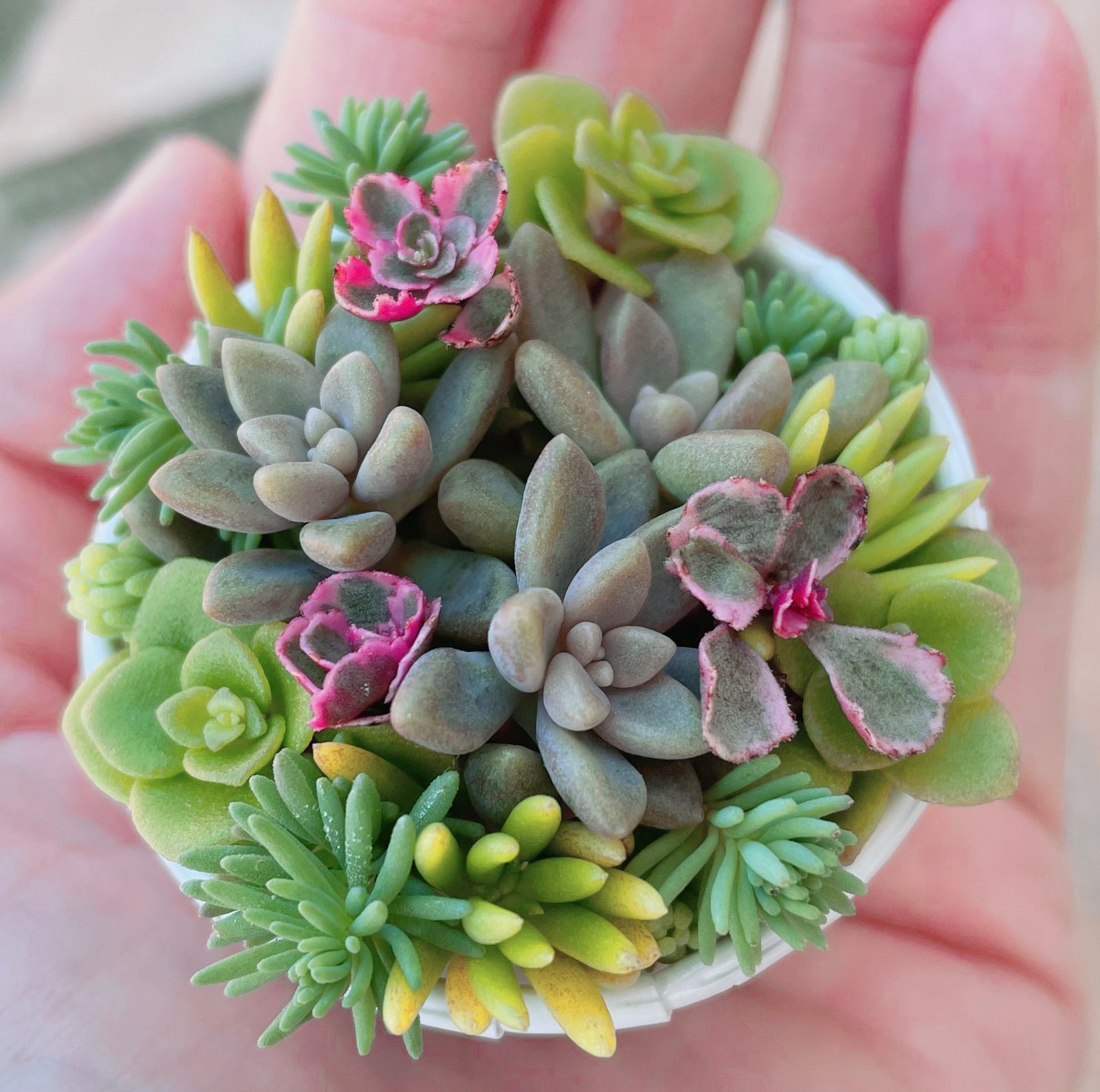 多肉植物 手のひらサイズの小さな寄せ植えセット カット苗 - メルカリ