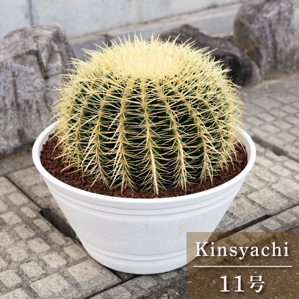 極上品 金鯱 サボテン 特大 11号 黄金色 多肉植物 ドライ